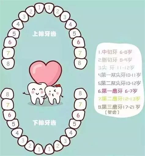 大牙換牙 紫色代表什么